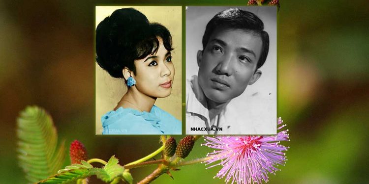 Sự thật về chuyện tình Trần Thiện Thanh và Minh Hiếu trong ca khúc “Hoa Trinh Nữ”