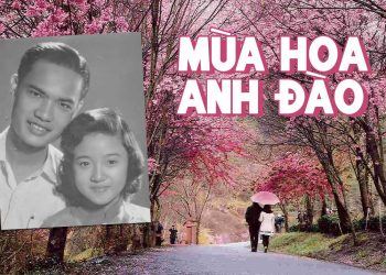 Ca khúc “Mùa Hoa Anh Đào” của nhạc sĩ Thanh Sơn – Tình yêu như sắc hoa đào, lúc đẹp nhất cũng là lúc phải lìa xa