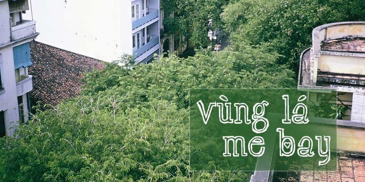 Ca khúc “Vùng Lá Me Bay” (Anh Việt Thanh) và kỷ niệm về những con đường rợp lá me của Sài Gòn xưa