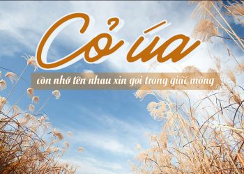 Nhạc sĩ Lam Phương và một quãng đời buồn qua bài hát Cỏ Úa – “Cứ cúi mặt đi để nghe đời lầm lỡ…”