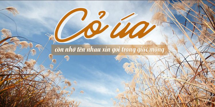 Nhạc sĩ Lam Phương và một quãng đời buồn qua bài hát Cỏ Úa – “Cứ cúi mặt đi để nghe đời lầm lỡ…”