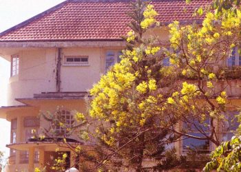 Hoa Mimosa và dấu ấn Đà Lạt xưa trong thơ Nhất Tuấn