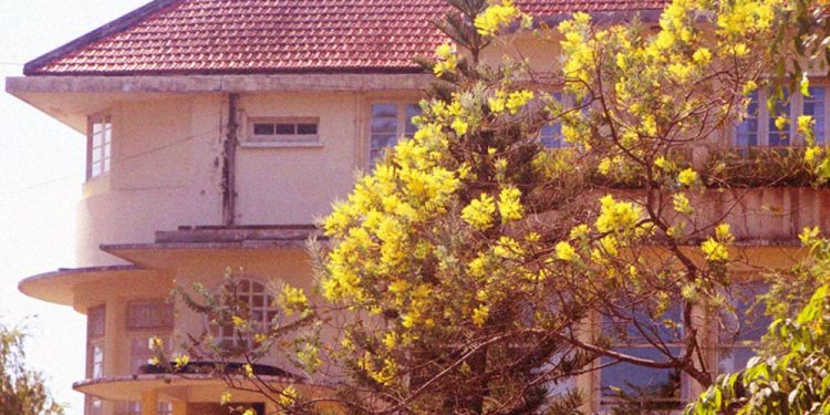Hoa Mimosa và dấu ấn Đà Lạt xưa trong thơ Nhất Tuấn