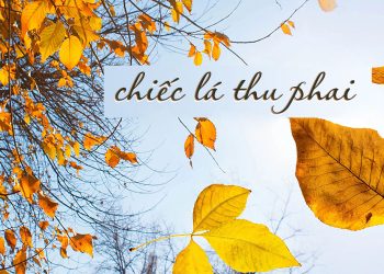 Cảm xúc khi nghe Chiếc Lá Thu Phai của Trịnh Công Sơn
