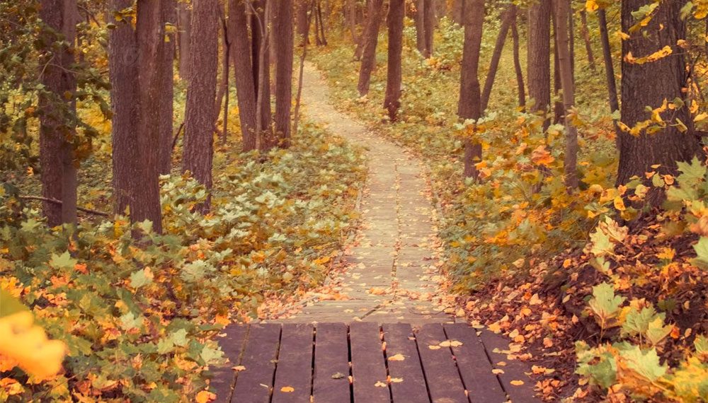 Kỷ niệm về ca khúc Đường Chiều Lá Rụng (nhạc sĩ Phạm Duy) qua tiếng hát Thái Thanh và Quỳnh Giao